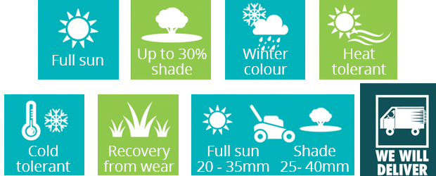 auro zoysia lawn features