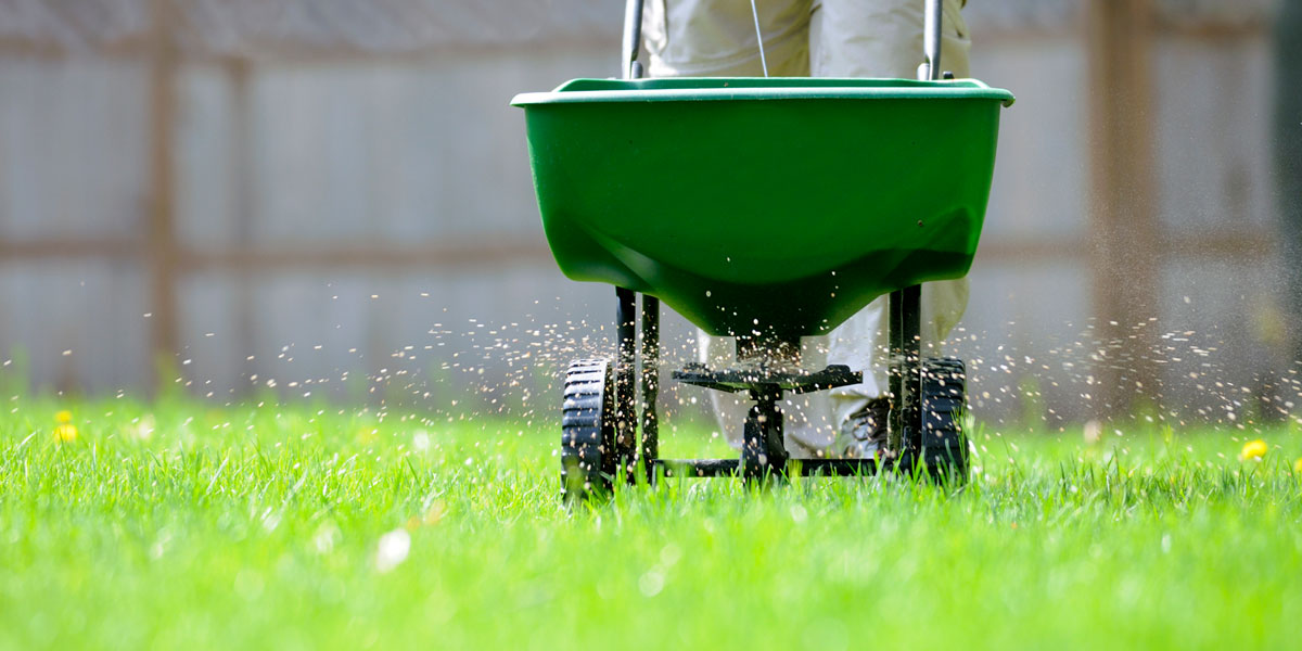 fertilise your new lawn