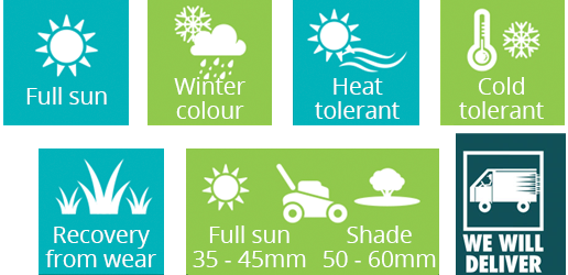 view kikuyu lawn features