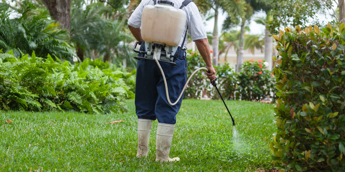 controlling weeds in your lawn