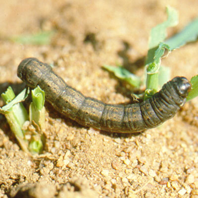cut worm lawn pest