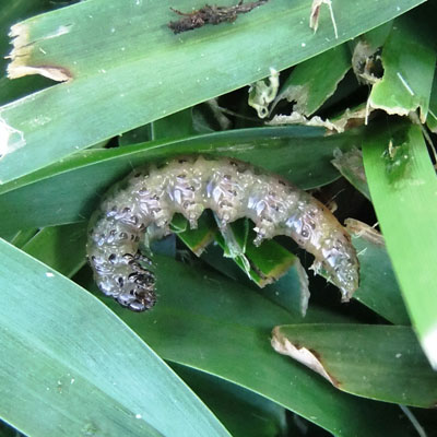 sod webworm lawn pest