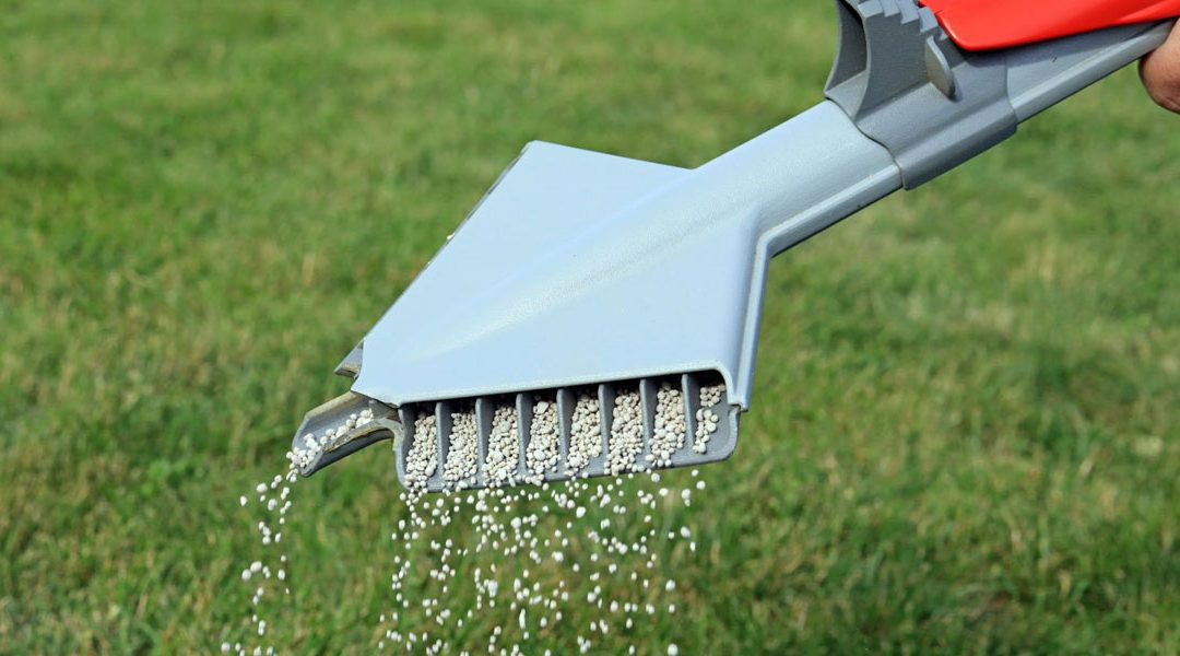 Fertilising your lawn
