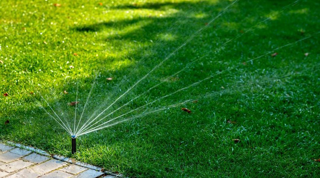 watering to establish your new lawn