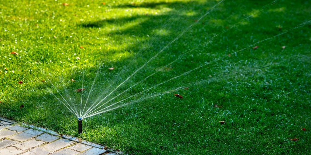 Watering for Establishment