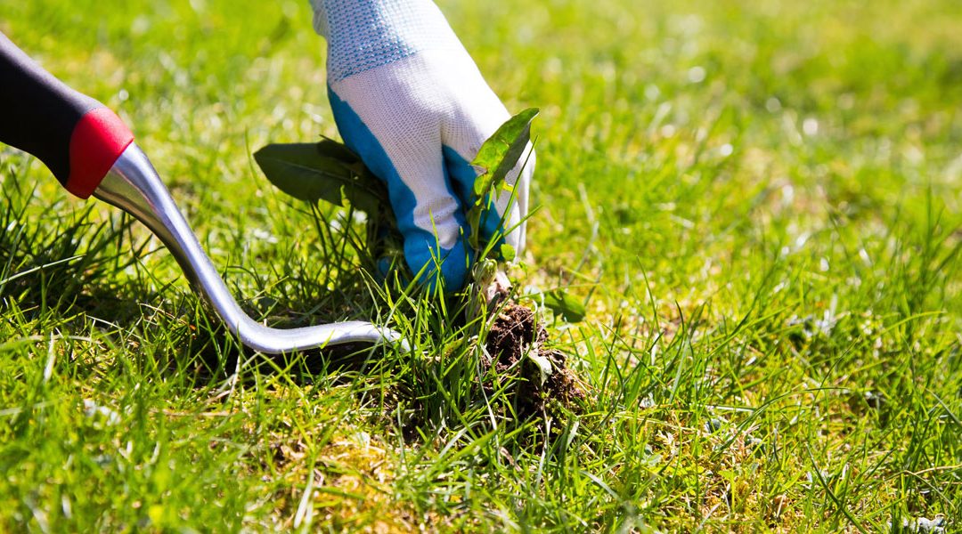 control weeds in your new lawn