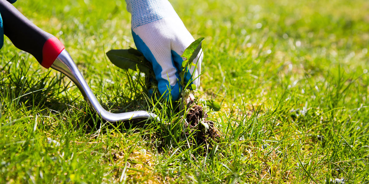 Lawn Weed Control