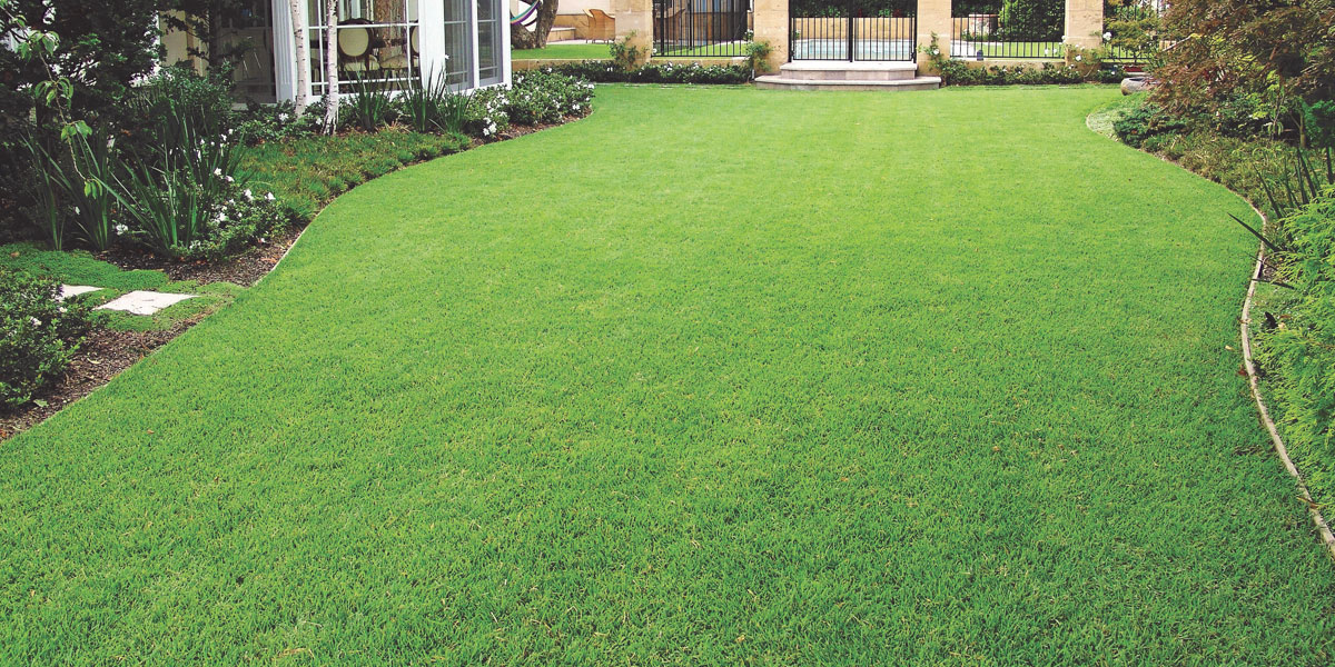 Aura Zoysia Information