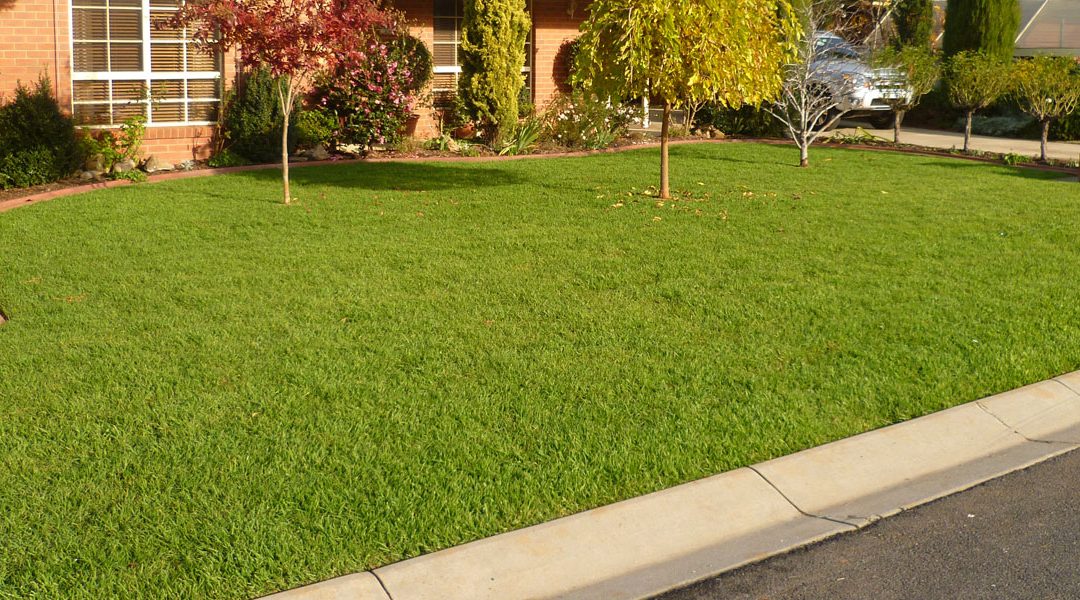 view kikuyu product information